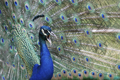 Ingrid Dierdorf - Pfau
