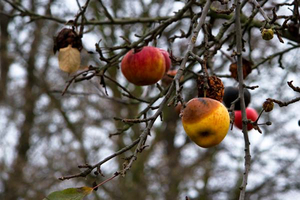 vergÃ¤nglich...der reife Apfel
