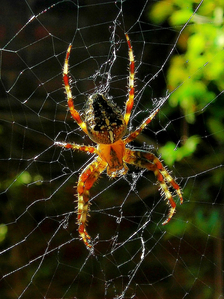 Rainer Deling - Kreuzspinne
