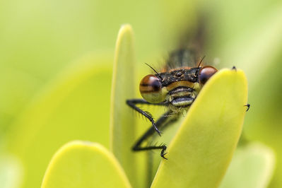 Walter Nork - ...der Ãœberraschung
