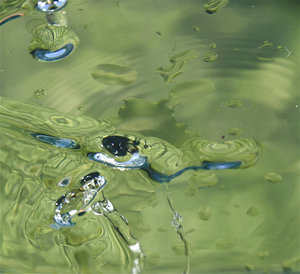 Ingrid Dierdorf - Lichtreflexe
