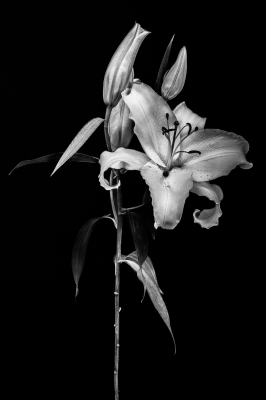 "Elegante Schönheit"
