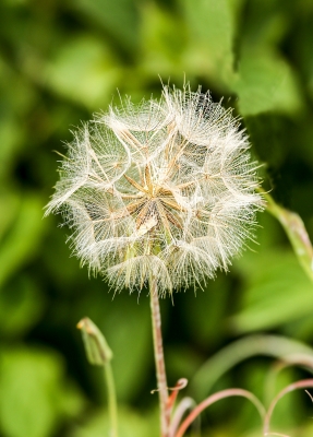 Rainer Deling "Löwenzahn"
