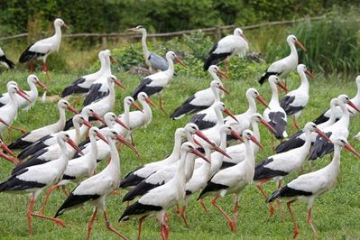 Ingrid Dierdorf - Storchenparade
