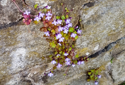 Rainer Deling "Mauerblümchen"

