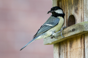 Rainer Deling - Kohlmeise
