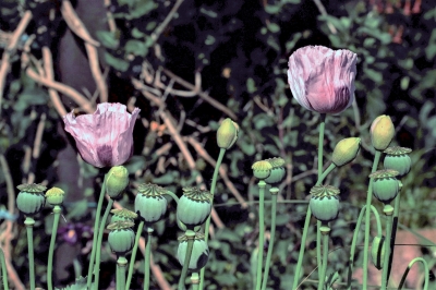 Rainer Deling Mohn mit Mohnkapseln"
