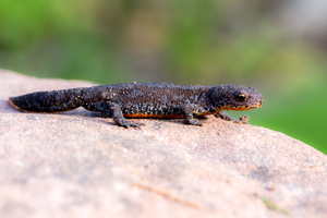 Rainer Deling - Molch
