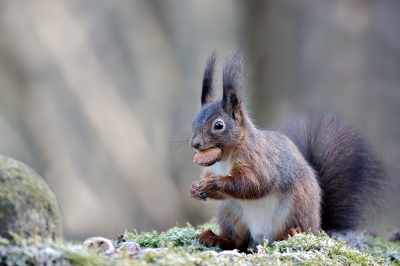 Walter Nork "Nussknacker"
