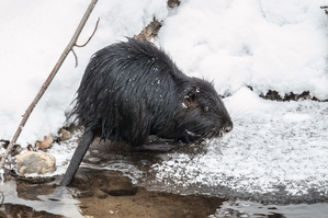Walter Nork - Nutria im Winter/Krickenbeck
