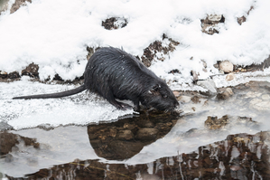 Walter Nork - Nutria im Winter/ Krickenbeck
