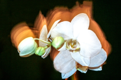 Rainer Deling - Mehrfachbelichtung - Orchidee 
