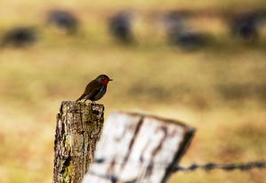 Rainer Deling - Rotkehlchen
