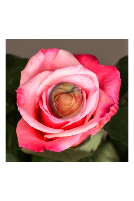 Rainer Deling - Mehrfachbelichtung - Rosengewächs
