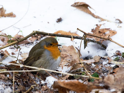 Walter Nork - Harte Zeiten fuers Rotkelchen
