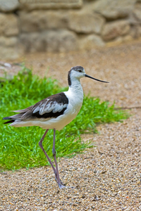 SÃ¤belschnÃ¤bler / Naturzoo Rheine
