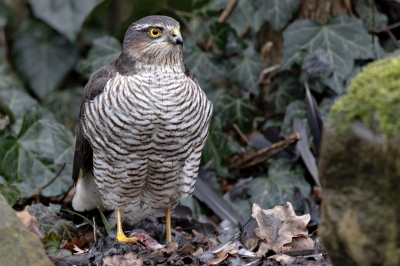 Walter Nork "Seltener Gast"
