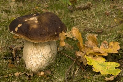 Walter Nork - Herbstlicher Vertreter - Steinpilz
