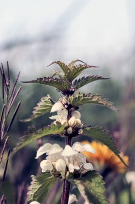 Rainer Deling "Taubnessel"
