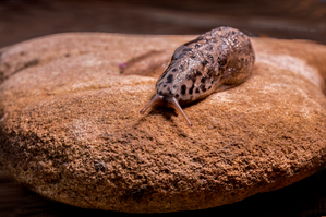 Rainer Deling - Tigerschnekce
