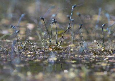Wiebke Bulgrin - Sommer
