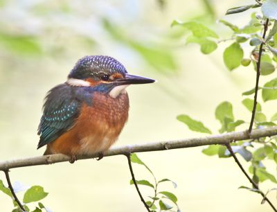 Wiebke Bulgrin - Sommer
