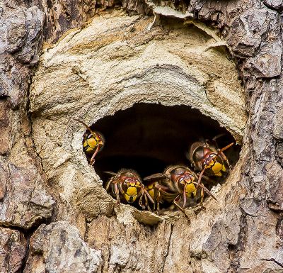 Wiebke Bulgrin - Sommer
