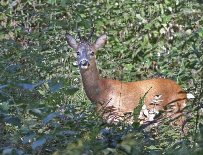 Wiebke Bulgrin - Sommer
