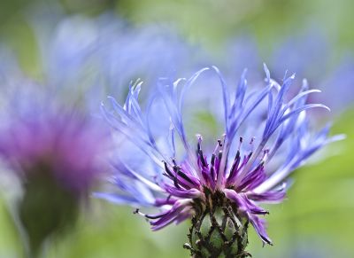 Wiebke Bulgrin - Sommer
