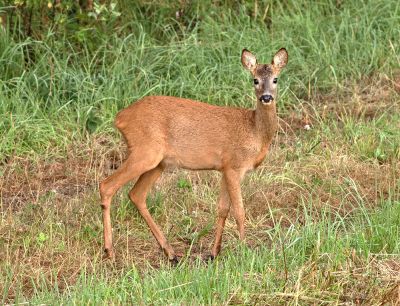 Wiebke Bulgrin - Sommer
