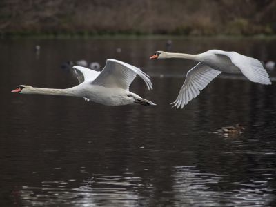 Wiebke Bulgrin - Winter

