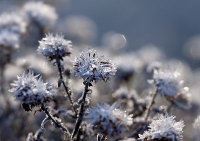 Wiebke Bulgrin - Winter
