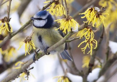 Wiebke Bulgrin - Winter
