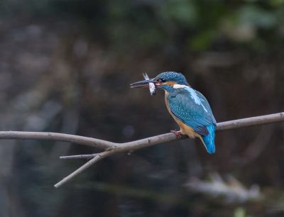 Wiebke Bulgrin - Winter
