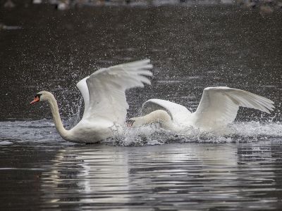 Wiebke Bulgrin - Winter
