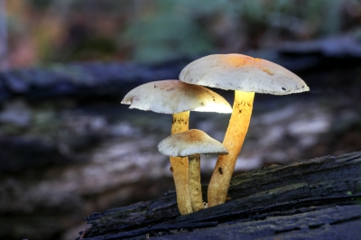 Rainer Deling "Waldkahlkopf"
