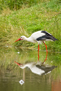 Storch im Wasserspiegel/ Naturzoo Rheine
Caon EOS 7D, 400mm Brennweite
