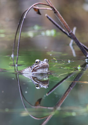 Wiebke Bulgrin - Gerahmter Frosch
