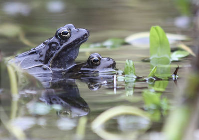 Wiebke Bulgrin - Grasfroschpaerchen
