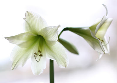 Wiebke Bulgrin - Amaryllis

