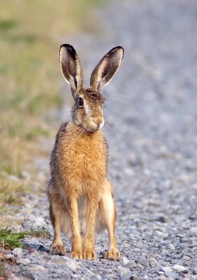 Wiebke Bulgrin - FrÃ¼hling
