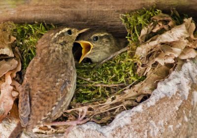 Wiebke Bulgrin - FrÃ¼hling
