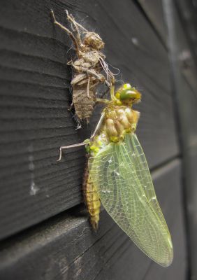 Wiebke Bulgrin - FrÃ¼hling
