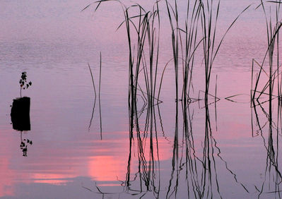 Wiebke Bulgrin - Scilf in der MÃ¼ritz
