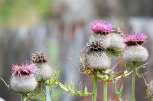 Walter Nork - Wollkratzdistel/ Schliersee

