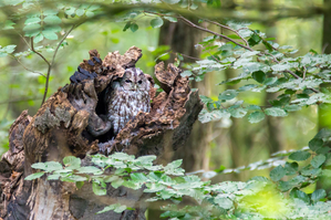Walter Nork - Waldkauz/ Sassenfeld
