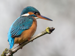 Walter Nork - Eisvogel/ Niedersachsen
