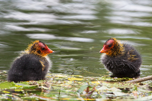 Walter Nork - Junge BlÃ¤sshÃ¼hner/ Nette
