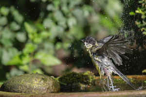 Walter Nork - Blaumeise beim BadespaÃŸ/ Vorst

