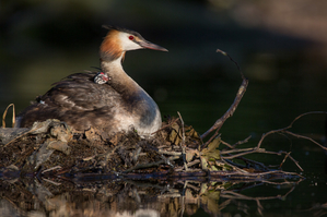 Walter Nork - Haubentaucheraufzucht/ Nette
